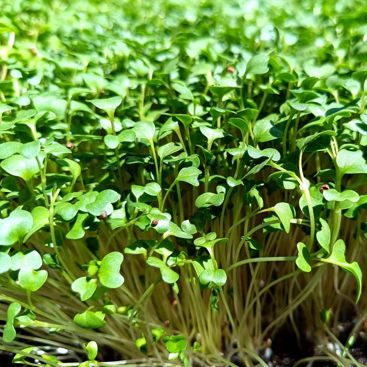 Микрорастения