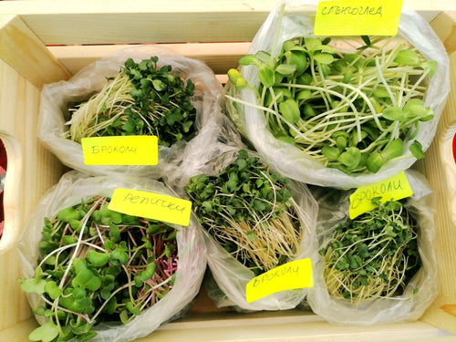 Микрорастения