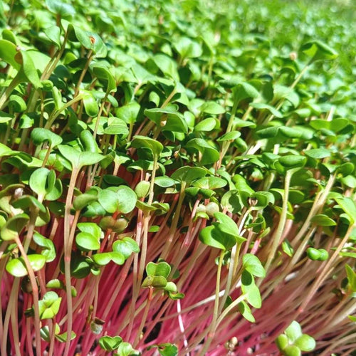 Микрорастения